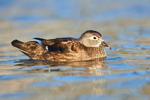 Carolina duck (Aix sponsa) female swimming in water
