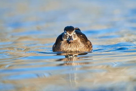 Carolina duck (Aix sponsa) female swimming in a lake