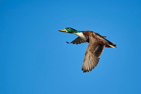 Mallard (Anas platyrhynchos)