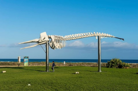 Humpback whale skeleton in Morro Jable