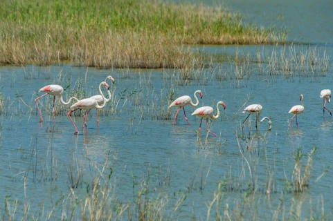 Flamingos (Phoenicopteriformes) in shallow water