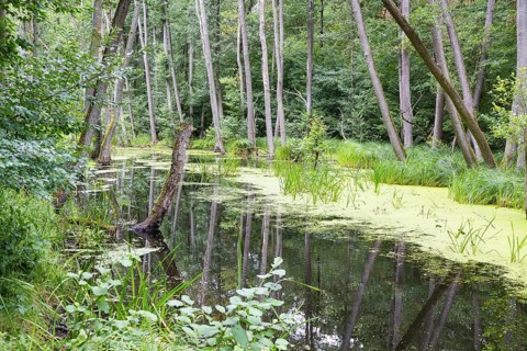 Alder forest in the valley of the river Briese