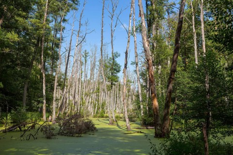 Alder forest in the valley of the river Briese