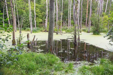 Alder forest in the valley of the river Briese