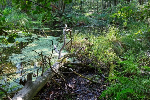 Alder forest in the valley of the river Briese