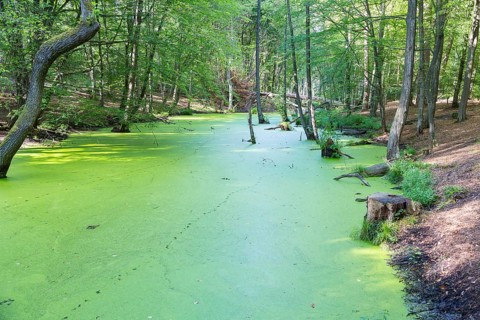 Alder forest in the valley of the river Briese