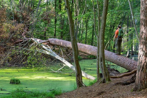 Man standing on fallen tree
