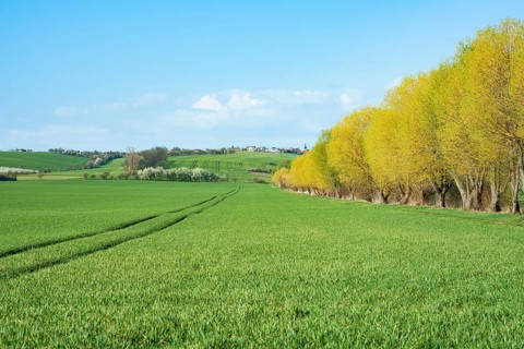 Cultivated landscape