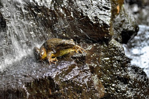 Grenouille Goliath
