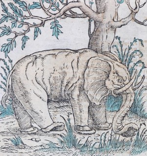 Elephant Indian elephant (Elephas maximus indicus)