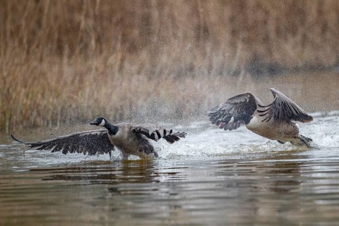 A Canada goose (Branta canadensis) gander chases a rival across the water surface during courtship