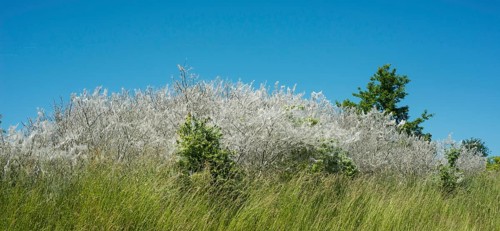 Insect damage by Ermine butterfly (Yponomeutidae) in Ystad