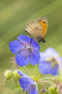 Meadow Brown (Maniola jurtina) on Meadow cranesbill (Geranium) (Geranium pratense) Hesse