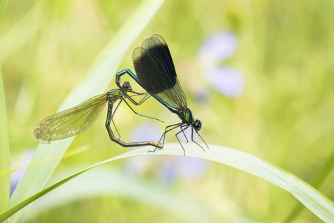 Banded demoiselles (calopteryx splendens)