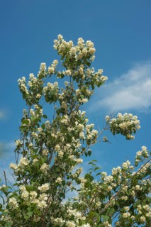 Jasmine flowers in a garden in Ystad