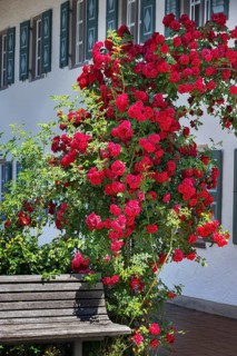 Wild roses (Rosa) at the local museum