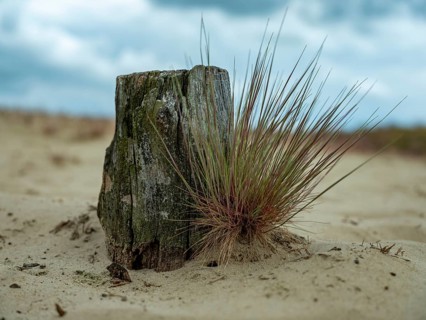 Log and sandy dry grassland in the inland dunes nature reserve near Klein Schmoelen
