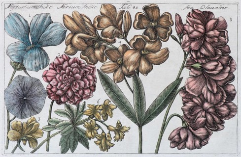 Oleander (Nerium oleander)