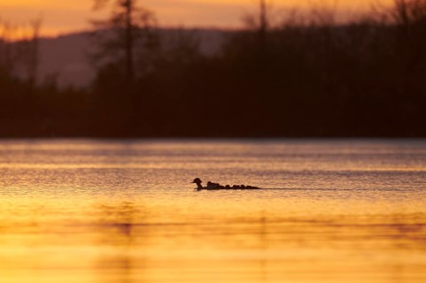 Common merganser (Mergus merganser) or goosander mother with her youngsters swimming in danubia river at sunset