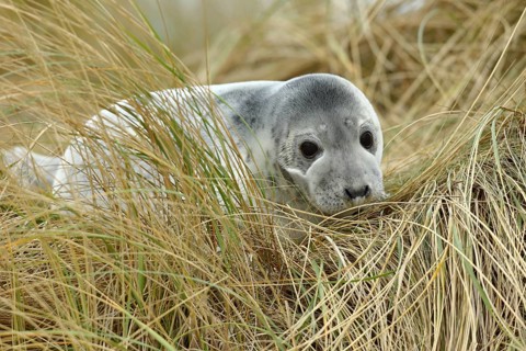 Grey seal (Halichoerus grypus) juvenile after weaning