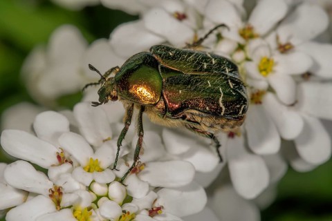Rose chafer (Cetonia aurata) on Evergreen candytuft (Iberis sempervirens) Baden-Wuerttemberg