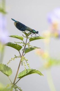 Banded demoiselle (calopteryx splendens)
