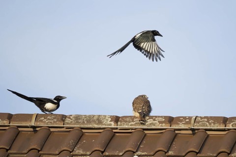 European magpies (Pica pica) attack juvenile Common Common Kestrel (Falco tinnunculus) on house roof