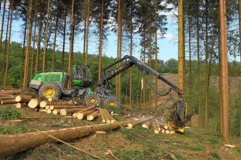 Harvester harvesting spruce infested with Grained spruce bark beetle (Cryphalus abietis)