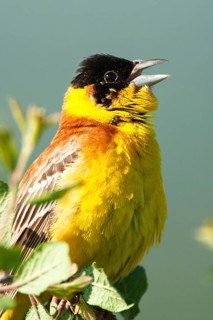 Black-headed Bunting (Emberiza melanocephala) on the singing platform