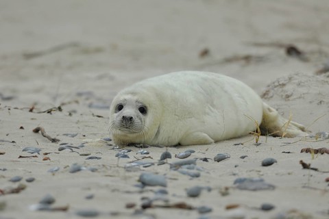 Grey seal (Halichoerus grypus)