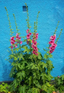 Hollyhocks (Alcea rosea) at a blue wall in a small street in the idyllic downtown of Ystad