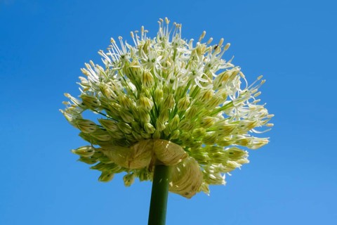 Giant Onion (Allium Giganteum)