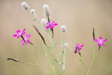 Maiden pinks (Dianthus deltoides) with hoverfly and Rabbitfoot clover (Trifolium arvense)