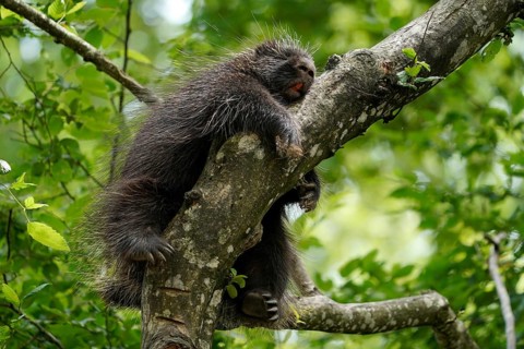 New World porcupine (Urson Erethizon Dorsatum) sleeping on a branch