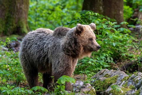 European brown bear (Ursus arctos arctos) in the forest