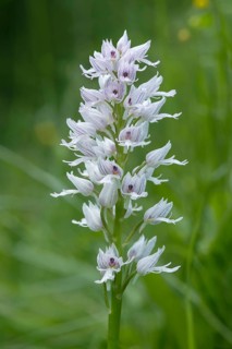 Monkey orchid (Orchis simia)