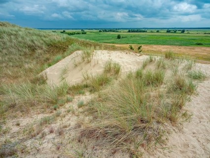 Dry sandy grassland in the Binnenduenen nature reserve near Klein Schmoelen