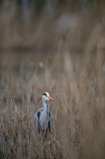 A grey heron (Ardea cinerea) standing in riparian vegetation
