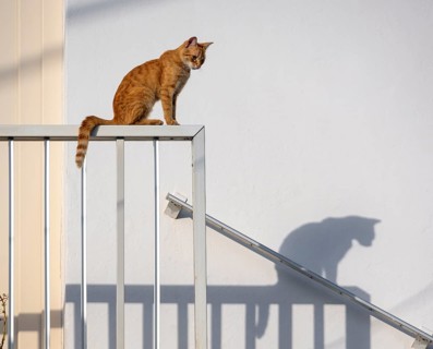 Tabby cat sitting on railing