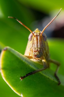 Egyptian locust (Anacridium aegyptium) on a plant