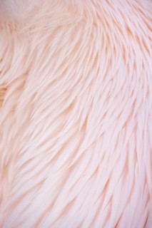 Fender of a pelican