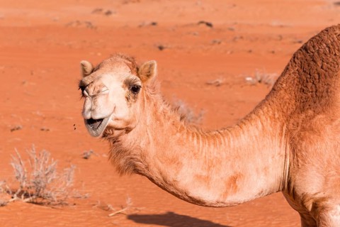 Camel in the desert
