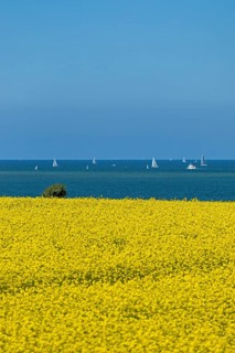 Rape field near Luetjenbrode
