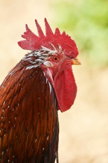 Chicken (Gallus gallus domesticus)