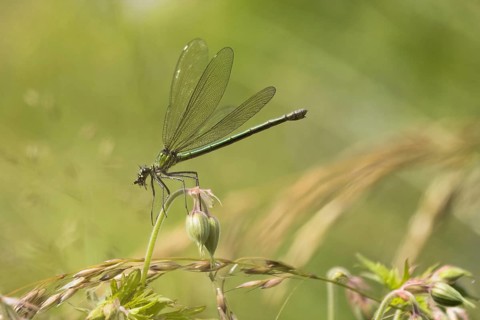 Banded demoiselle (calopteryx splendens)