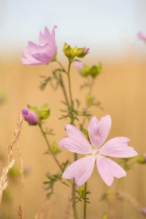 Musk-mallow (Malva moschata)