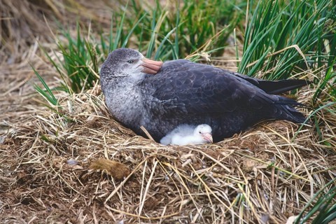 Northern giant petrel (Macronectes halli) with chick in the nest