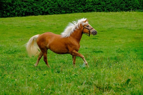 Haflinger