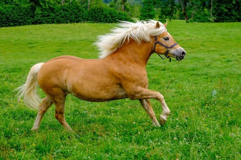 Haflinger