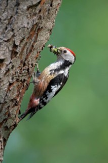 Middle spotted woodpecker (Dendrocopos medius)